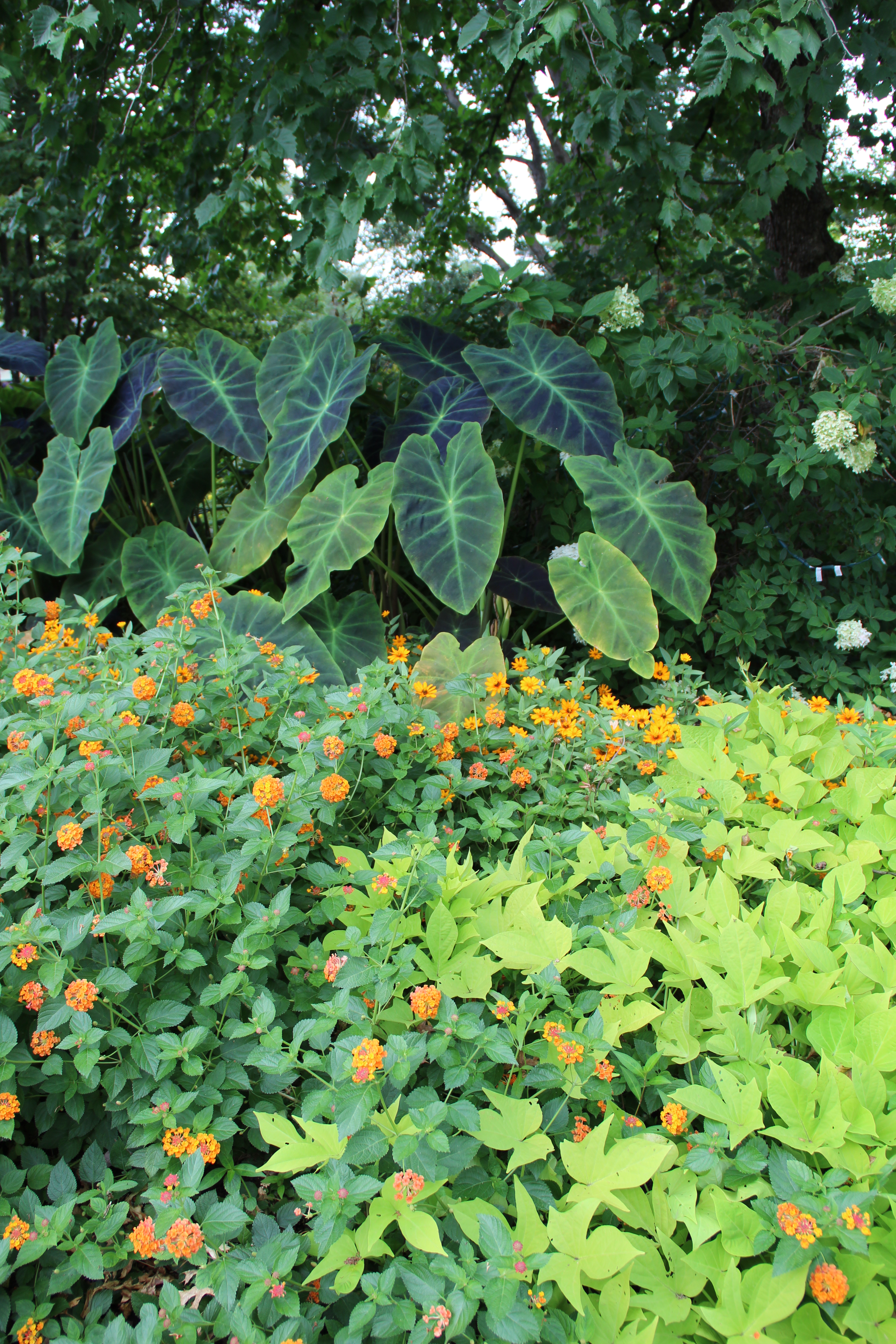 Colocasia, Lantana 'Luscious Marmalade' and Ipomoea 'Sweet Caroline Light Green' (sweet potato vine)