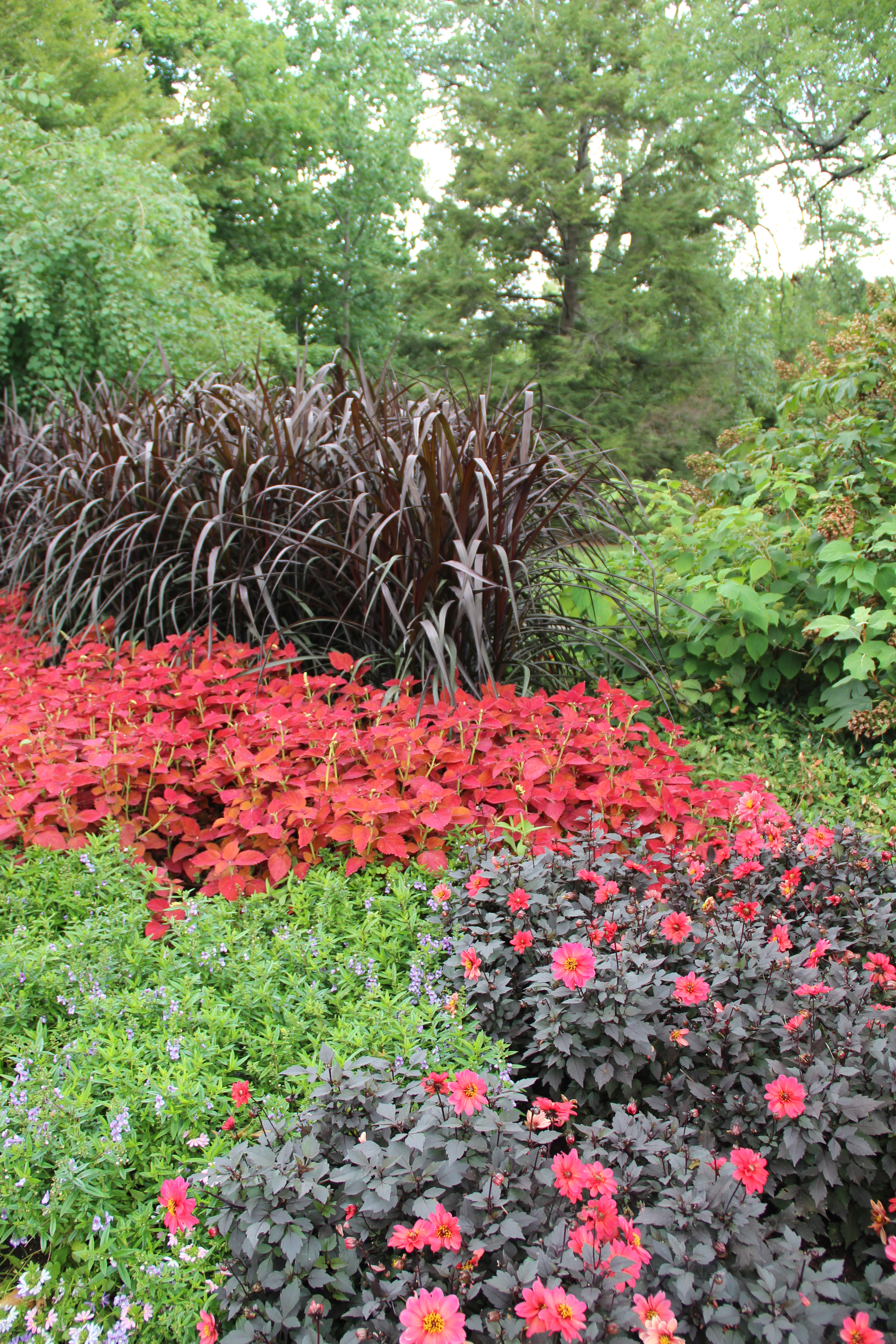 Pennisetum 'Vertigo' and Coleus 'Alabama' and dahlias.