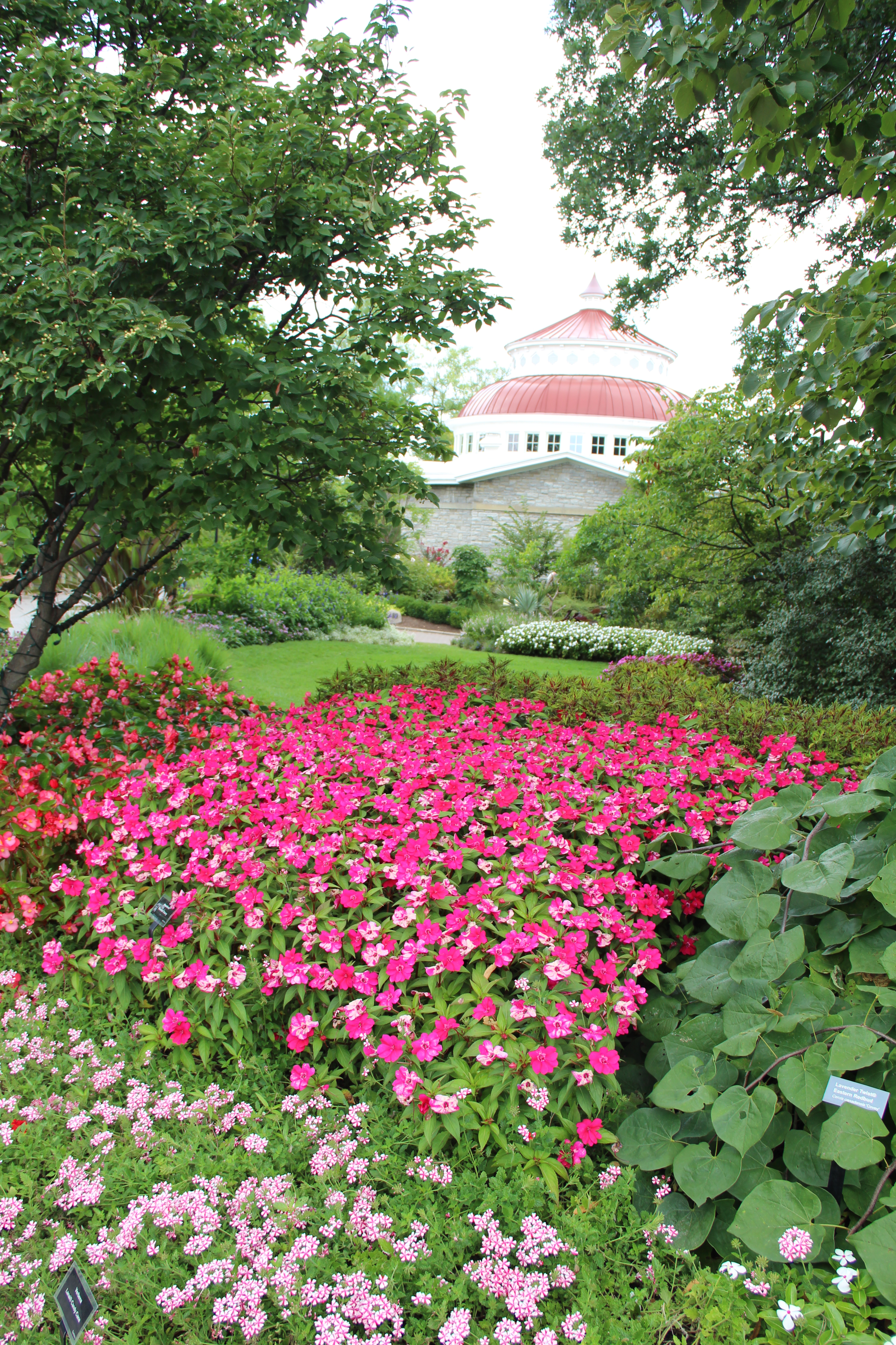 Impatiens 'Bounce Cherry' and Verbena 'Lanai Candy Cane'