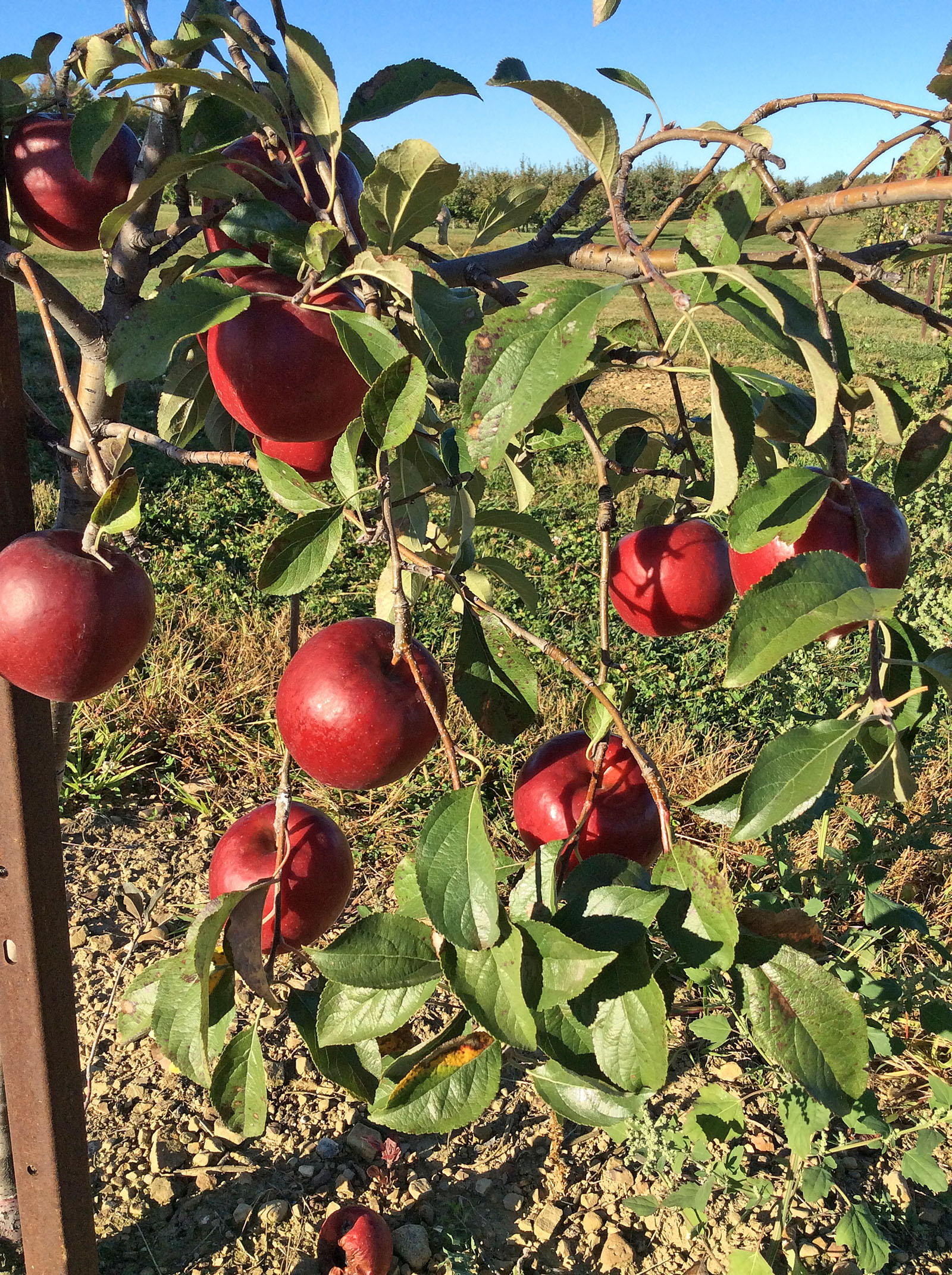 'Crimson Crisp'
