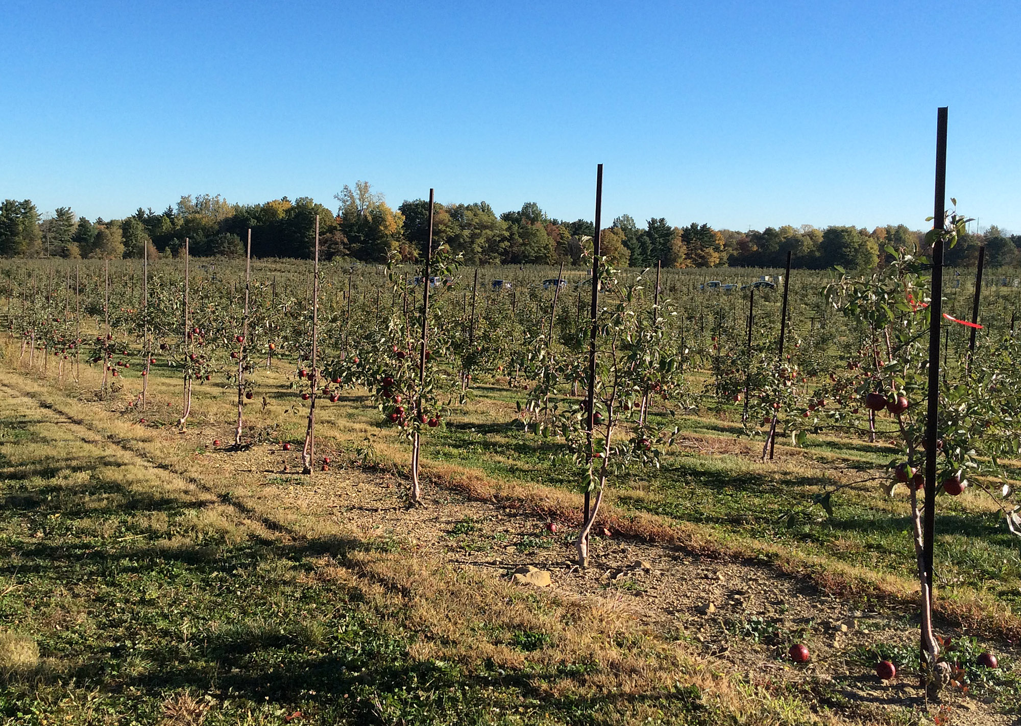 Young trees at Lynd's Fruit Farm in Pataskala, OH