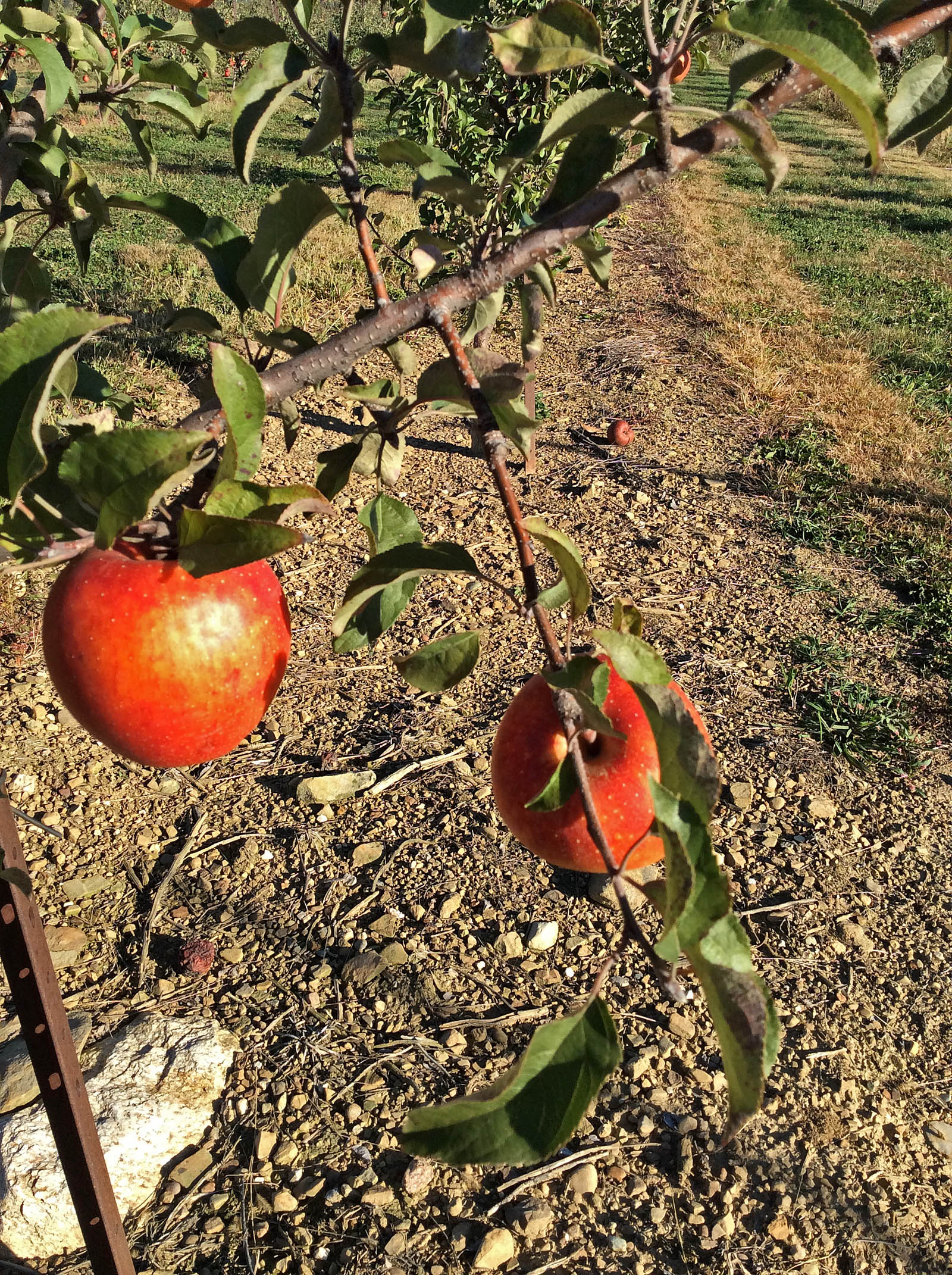 'Trail Delite' -- a trail blazer in flavor