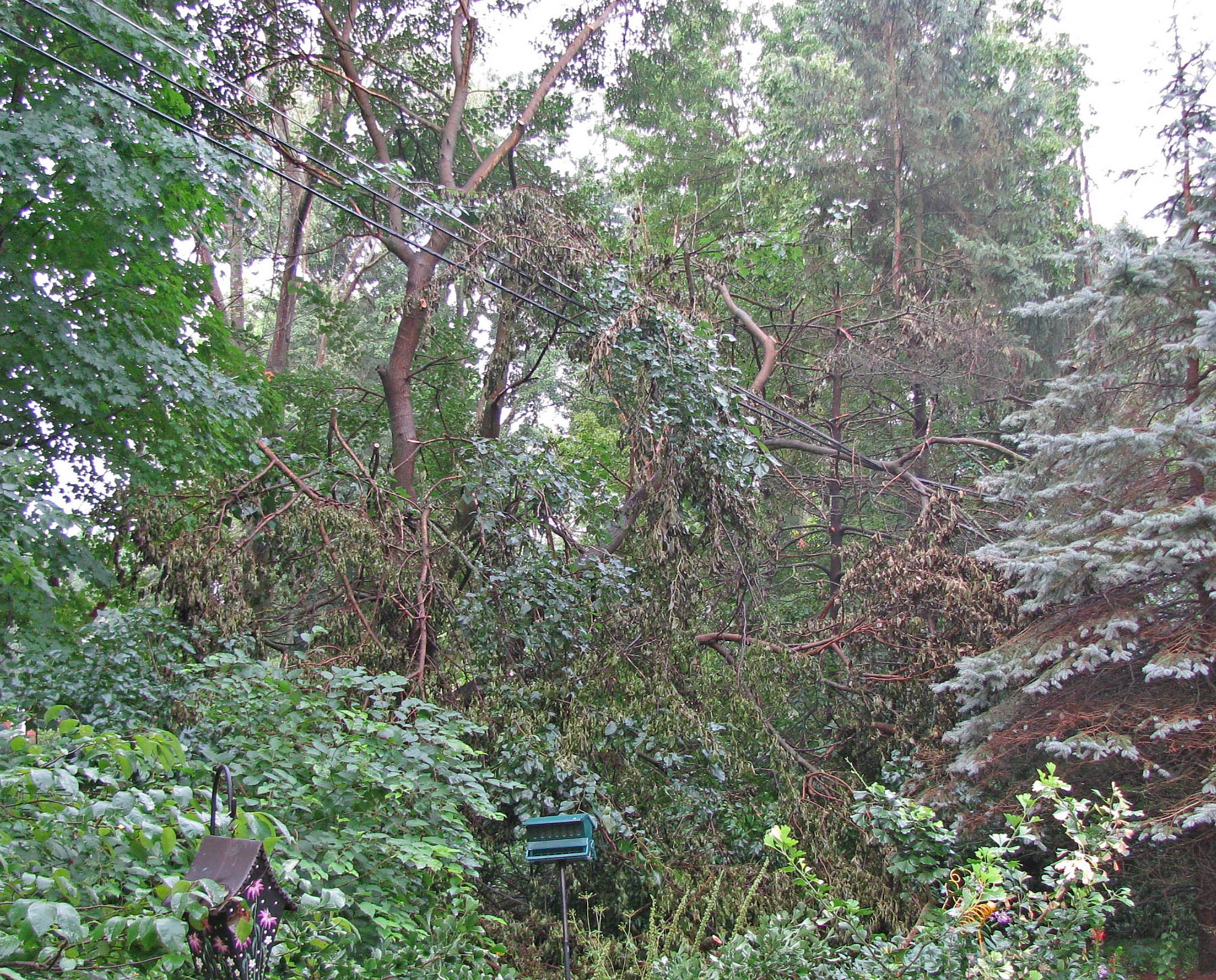 Do not stand under this accident waiting to happen; this is a “widow-maker” tree.