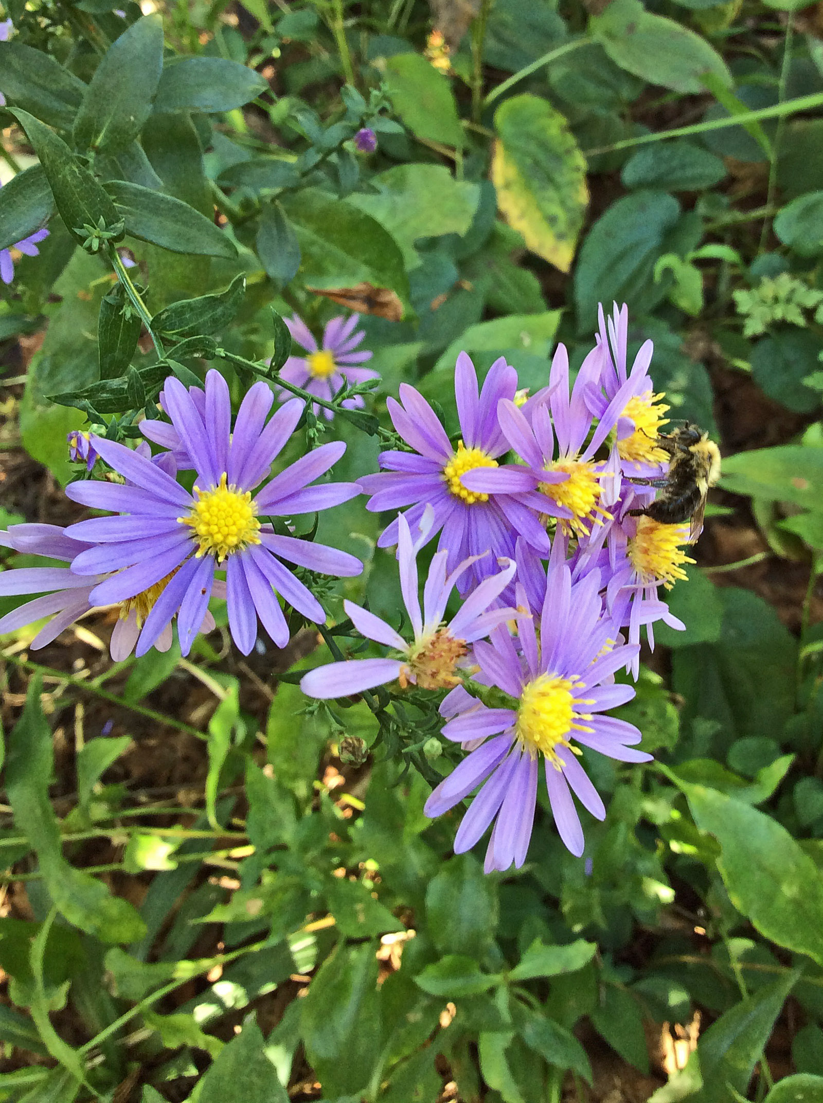 Aut Flw Aster laevis Bluebird bumble 10-6-15
