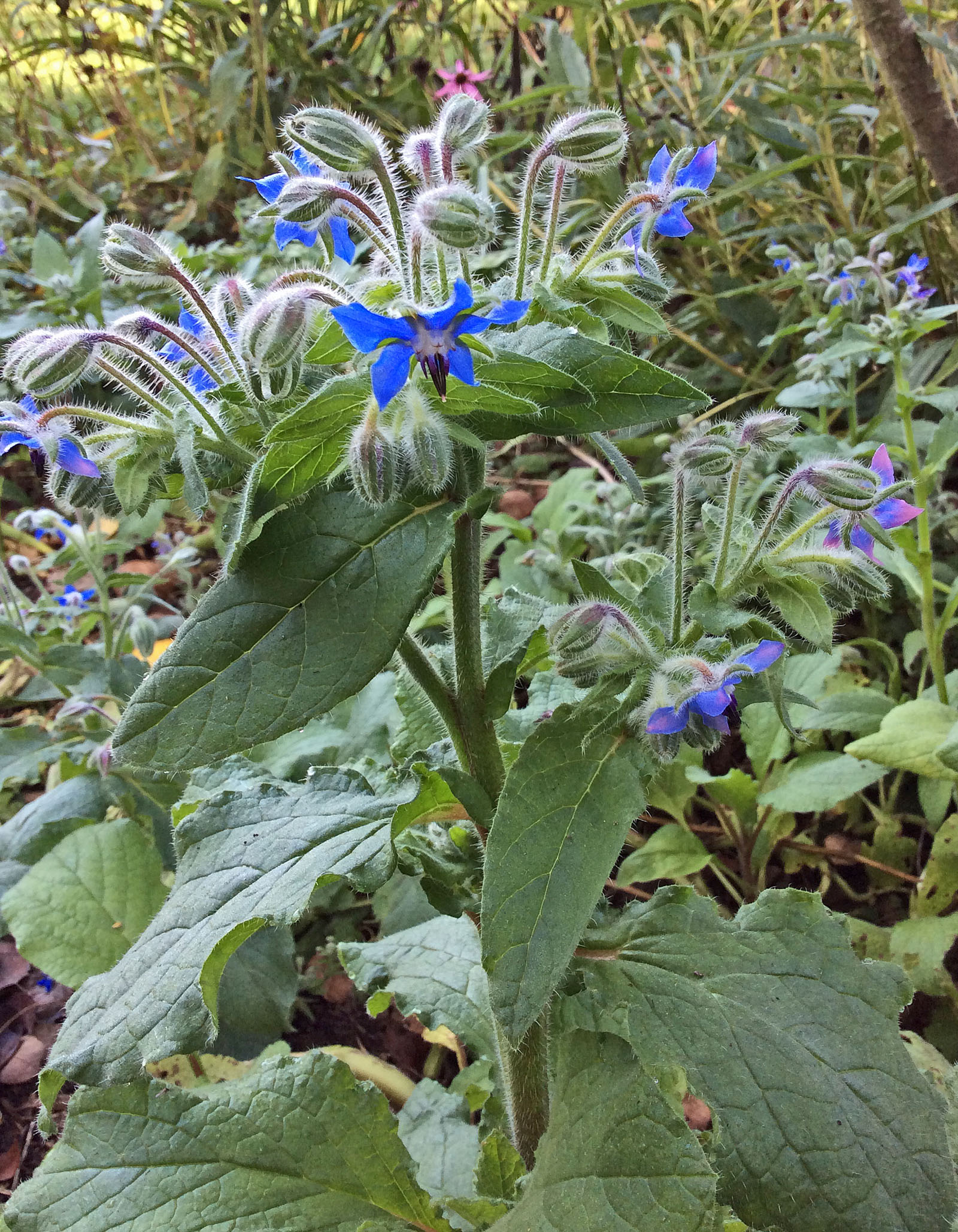 Aut Flw borage 10-6-15