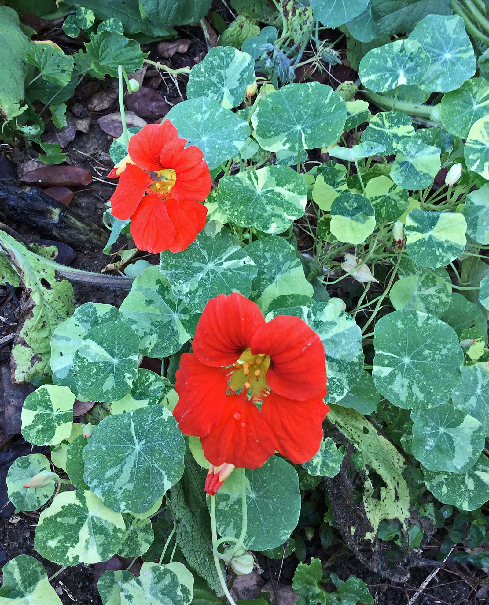 Aut Flw Tropaeolum majus Alaska Mix 10-6-15