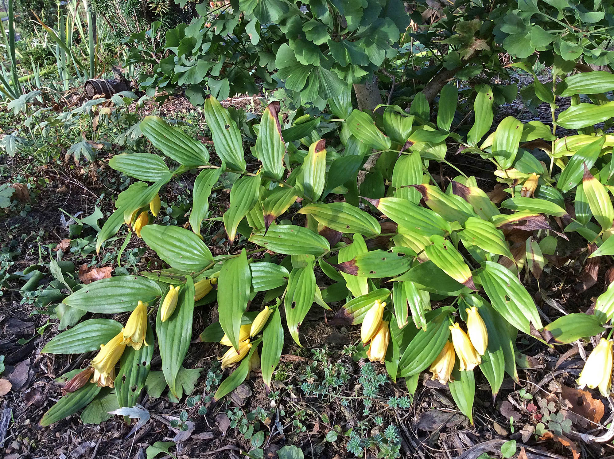 Aut FlwTricyrtis macrantha plant 10-6-15 resize