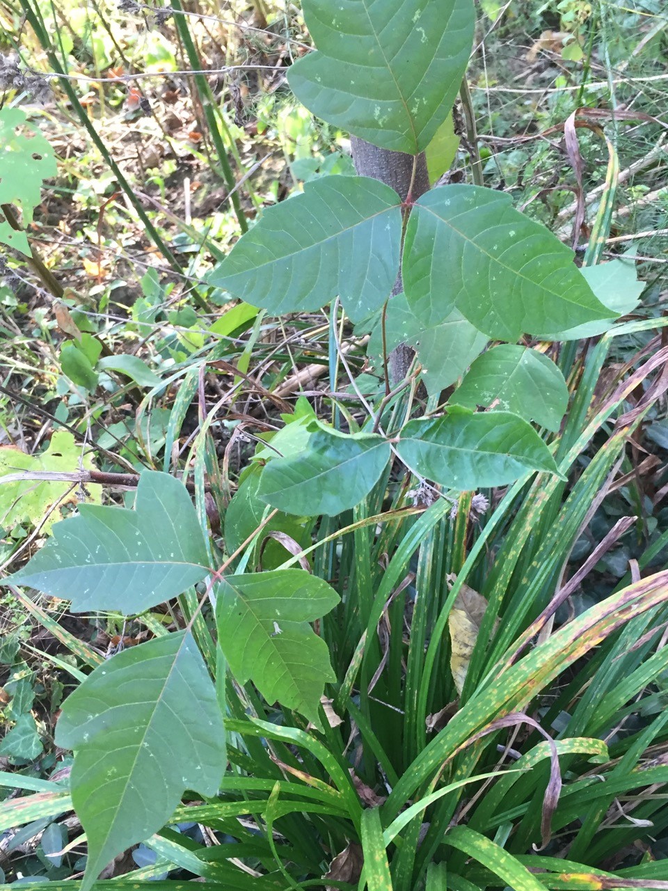 Poison ivy