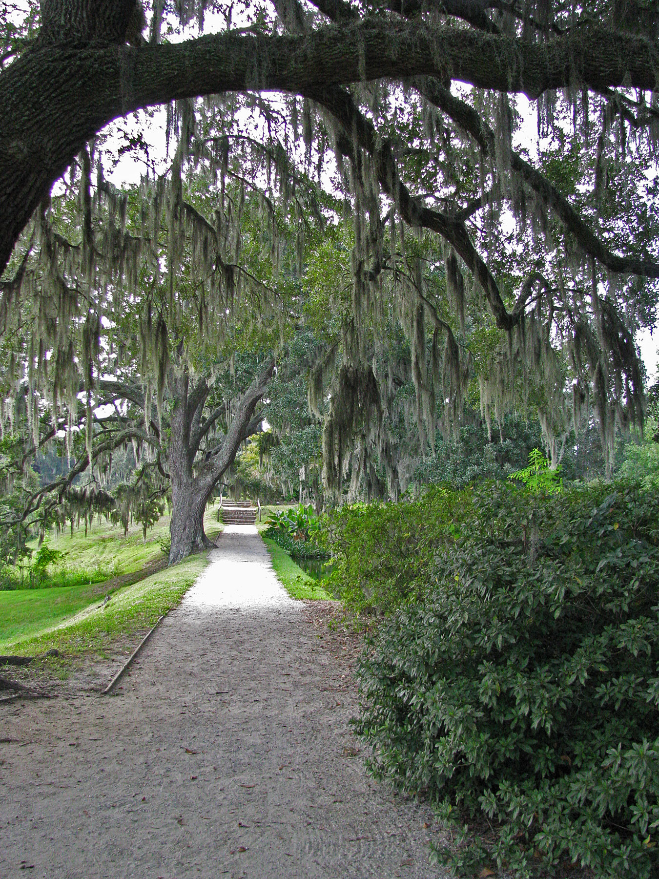 Spanish moss Middleton Place 9-14-11