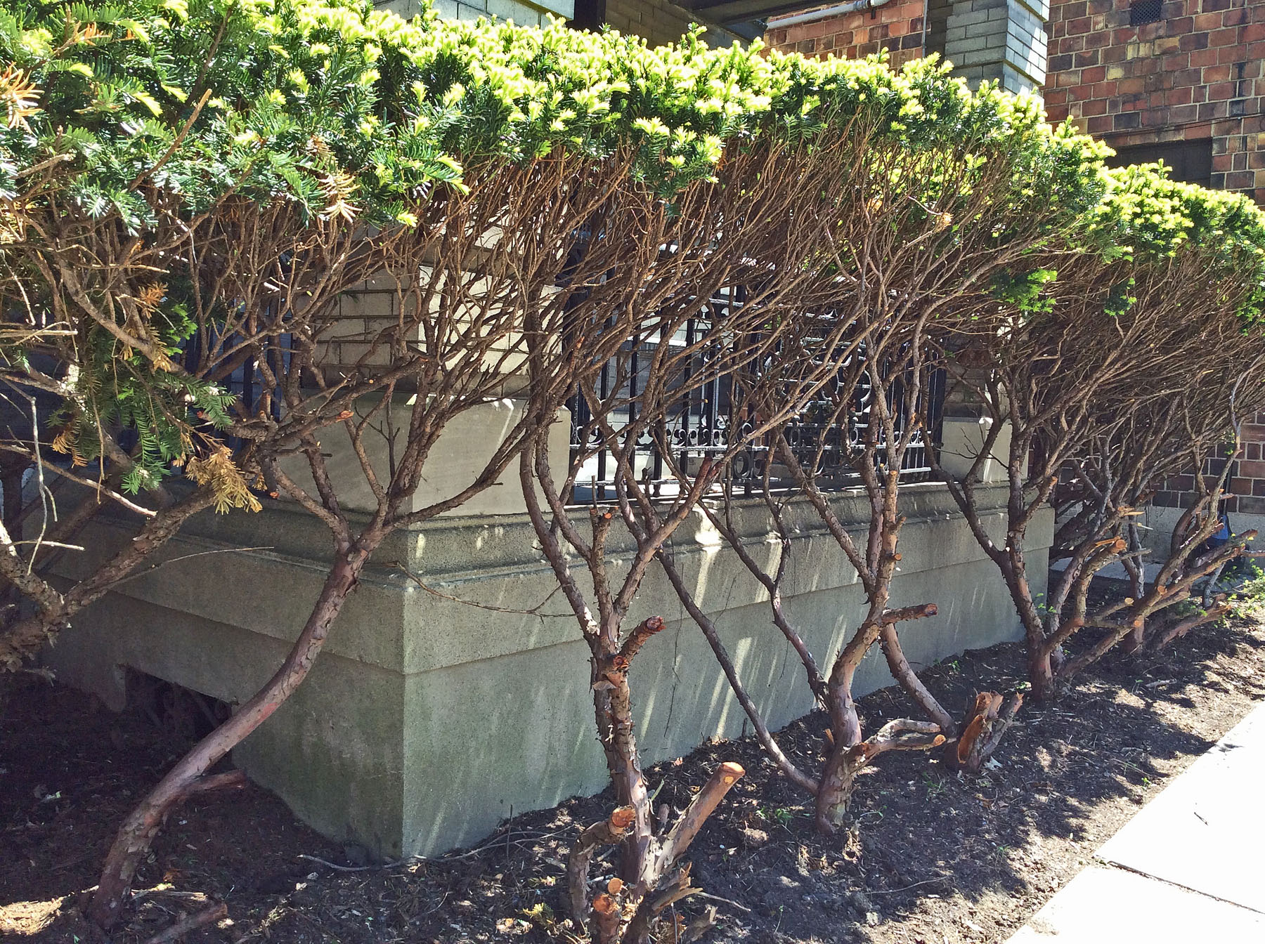 taxus Cincy 5-1-15 resize