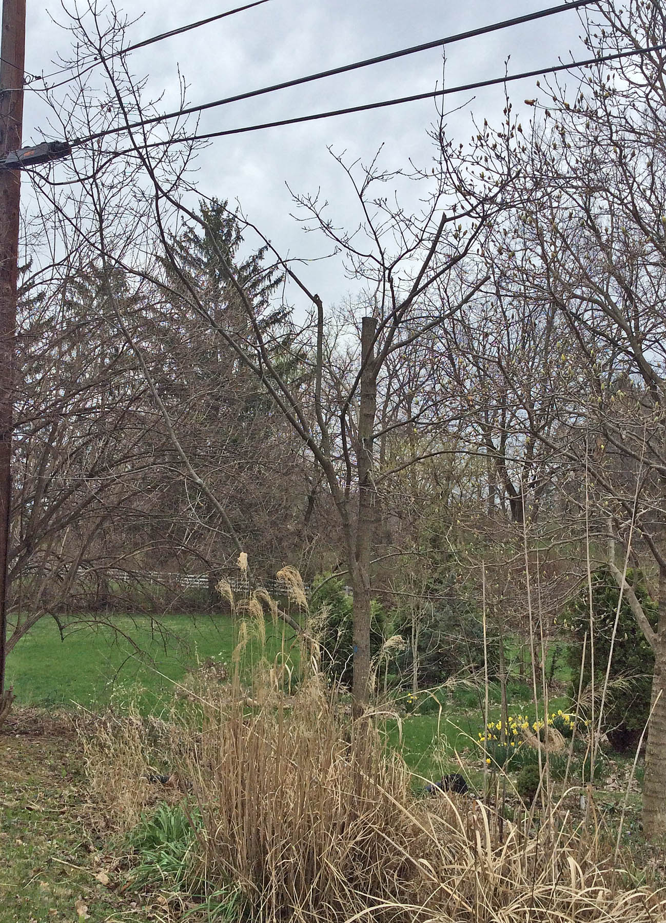 topped English oak 4-14-15