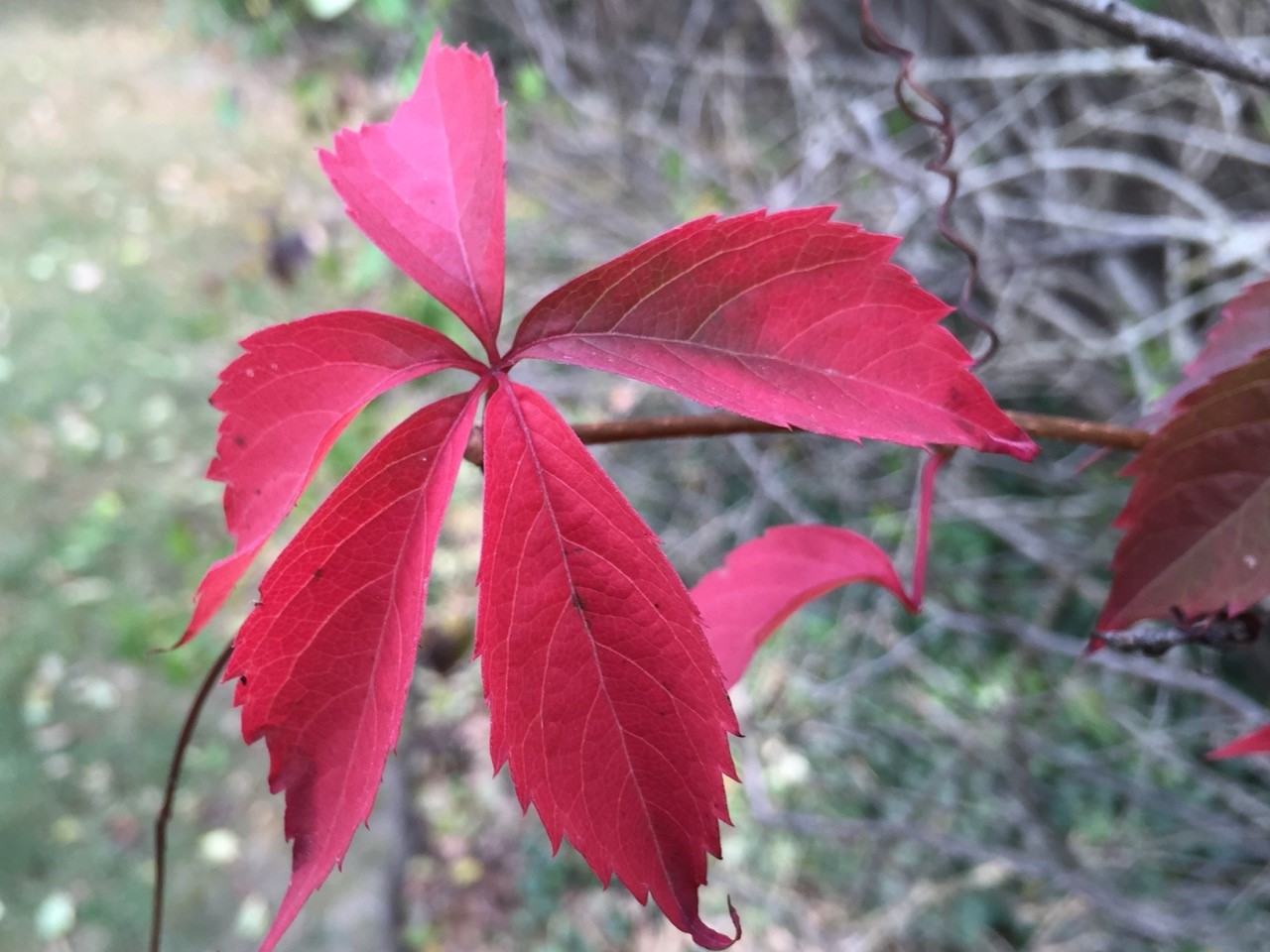 Virginia creeper