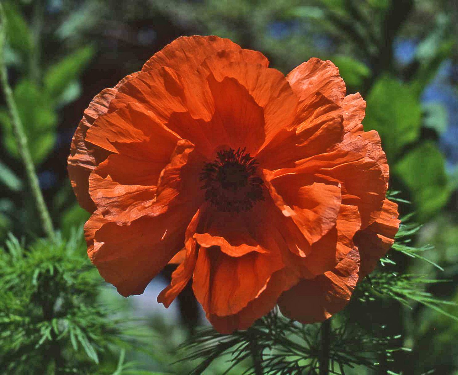 Papaver orientale Prince of Orange resiz