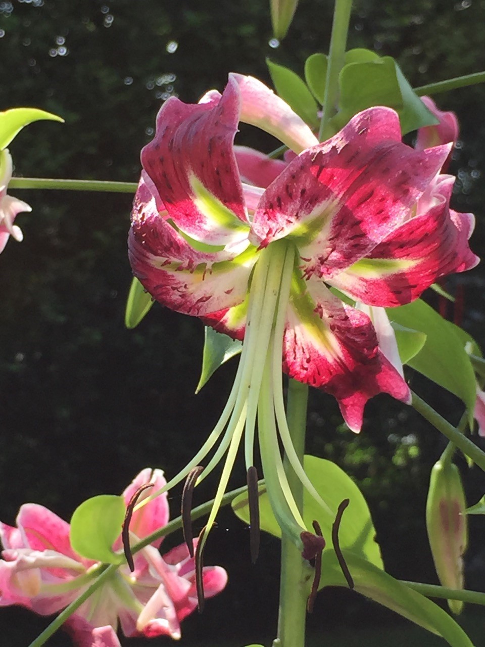 pink lily