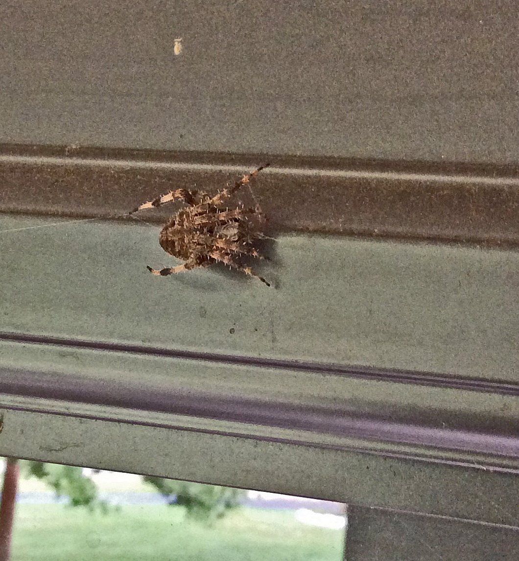 She was about 1” in diameter when her legs are pulled in close to her body as you see here. Fully extended she was over 1 ½” in diameter. Here she is perched above the door, in the shade, during the day.