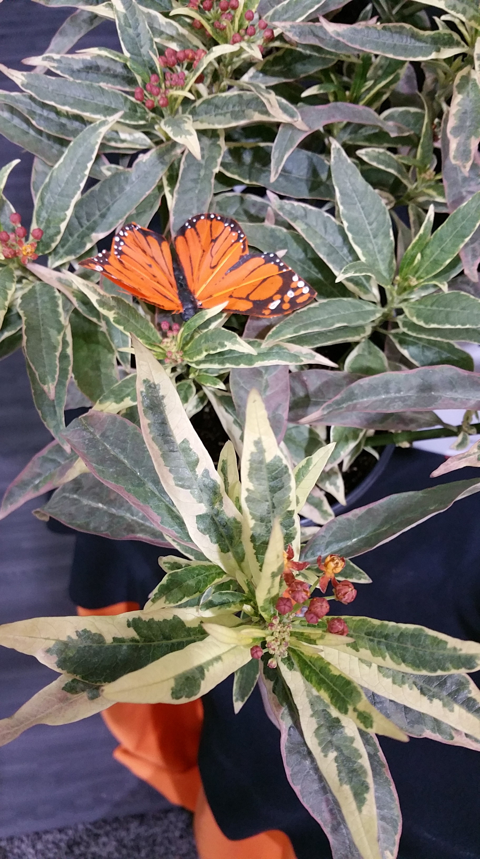 A new variegated milkweed (Asclepias 'Monarch Promise')