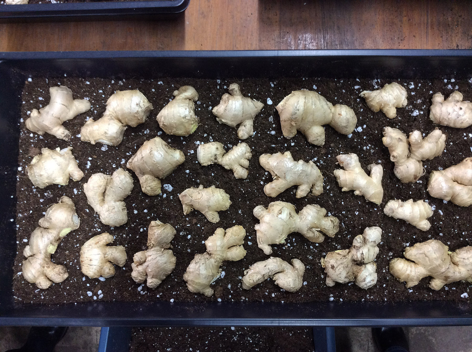 ginger workshop arrangement 3-6-16 resize