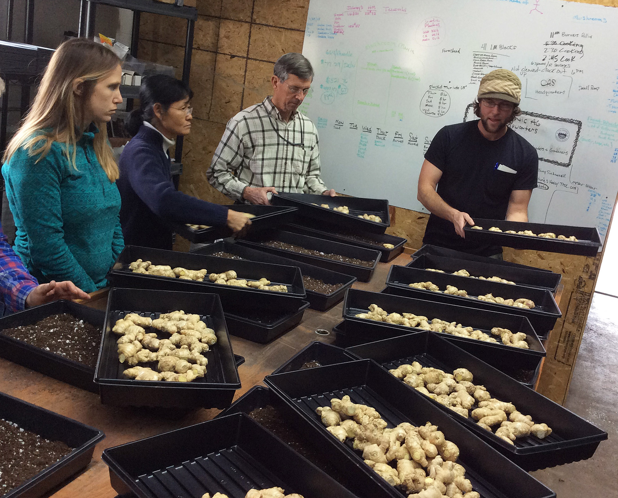 ginger workshop group planting 3-6-16 crop