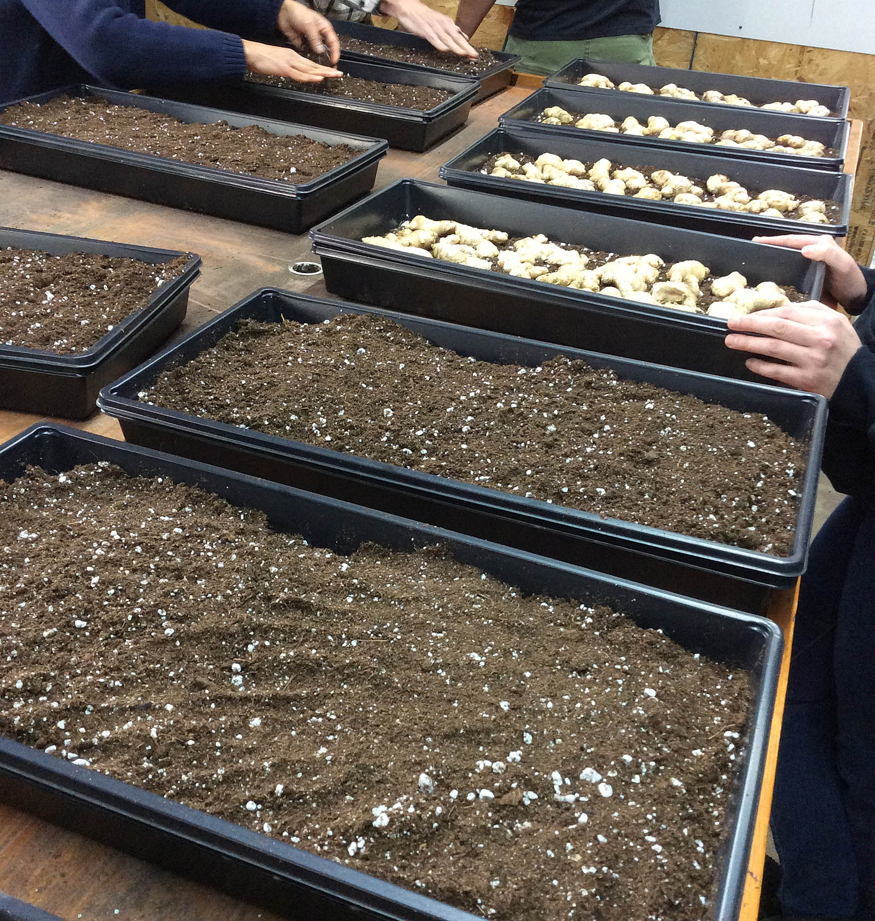 ginger workshop planting 2 3-6-16 crop
