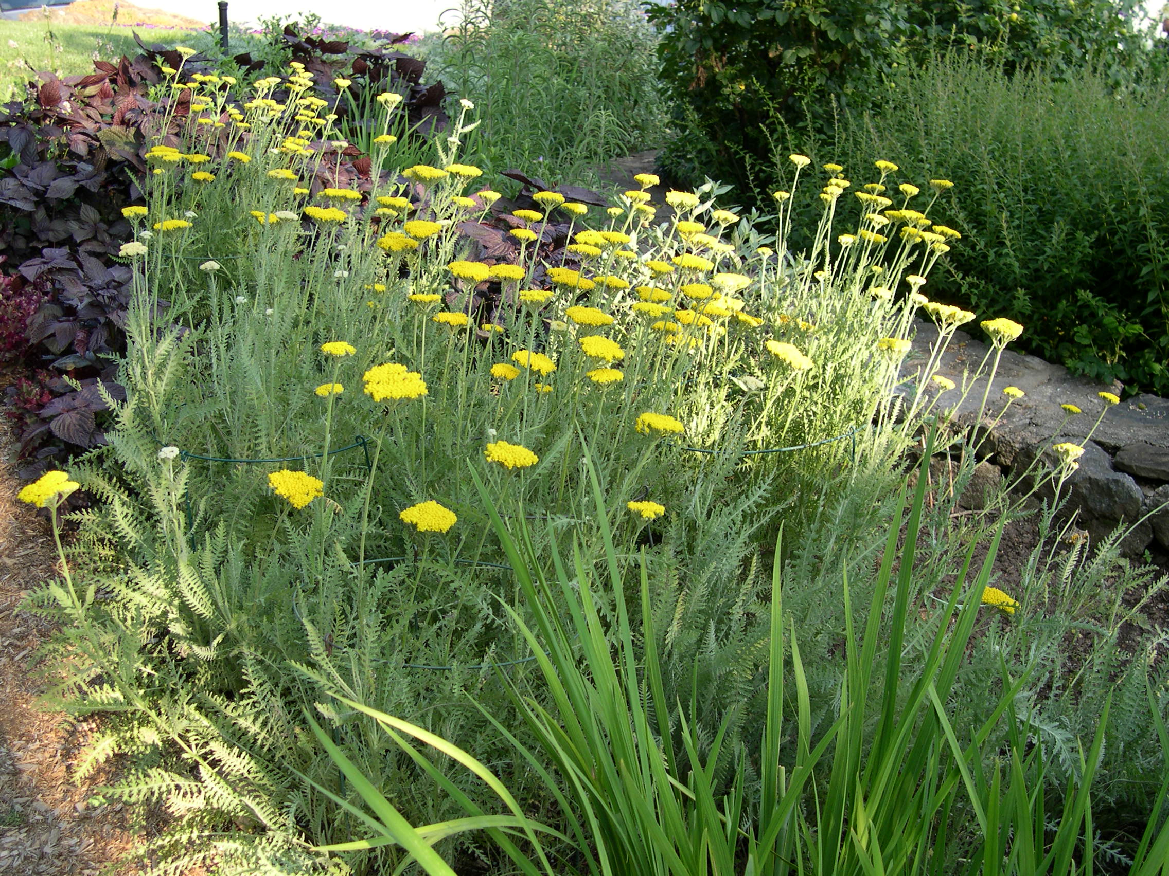 Achillea filipendulina