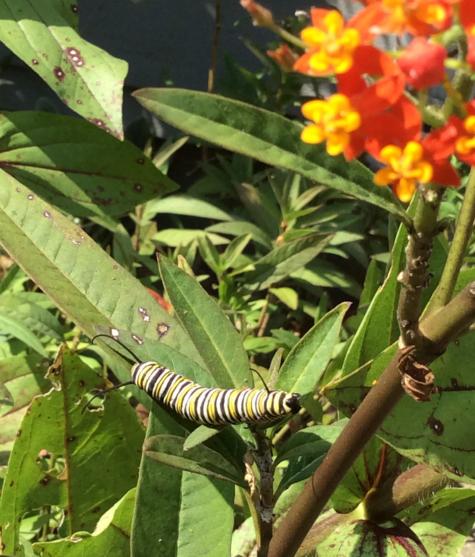 Asclepias curassavica with monarch larva 8-9-15