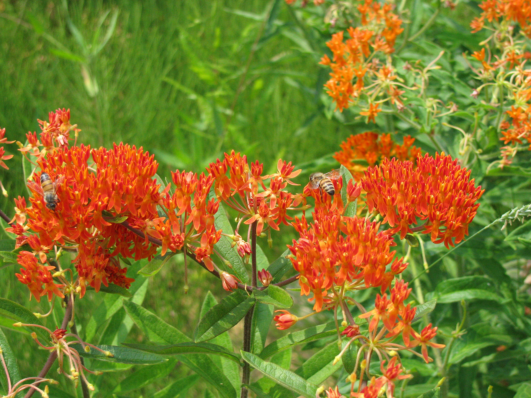 Asclepias tuberosa 6-24-10 resize