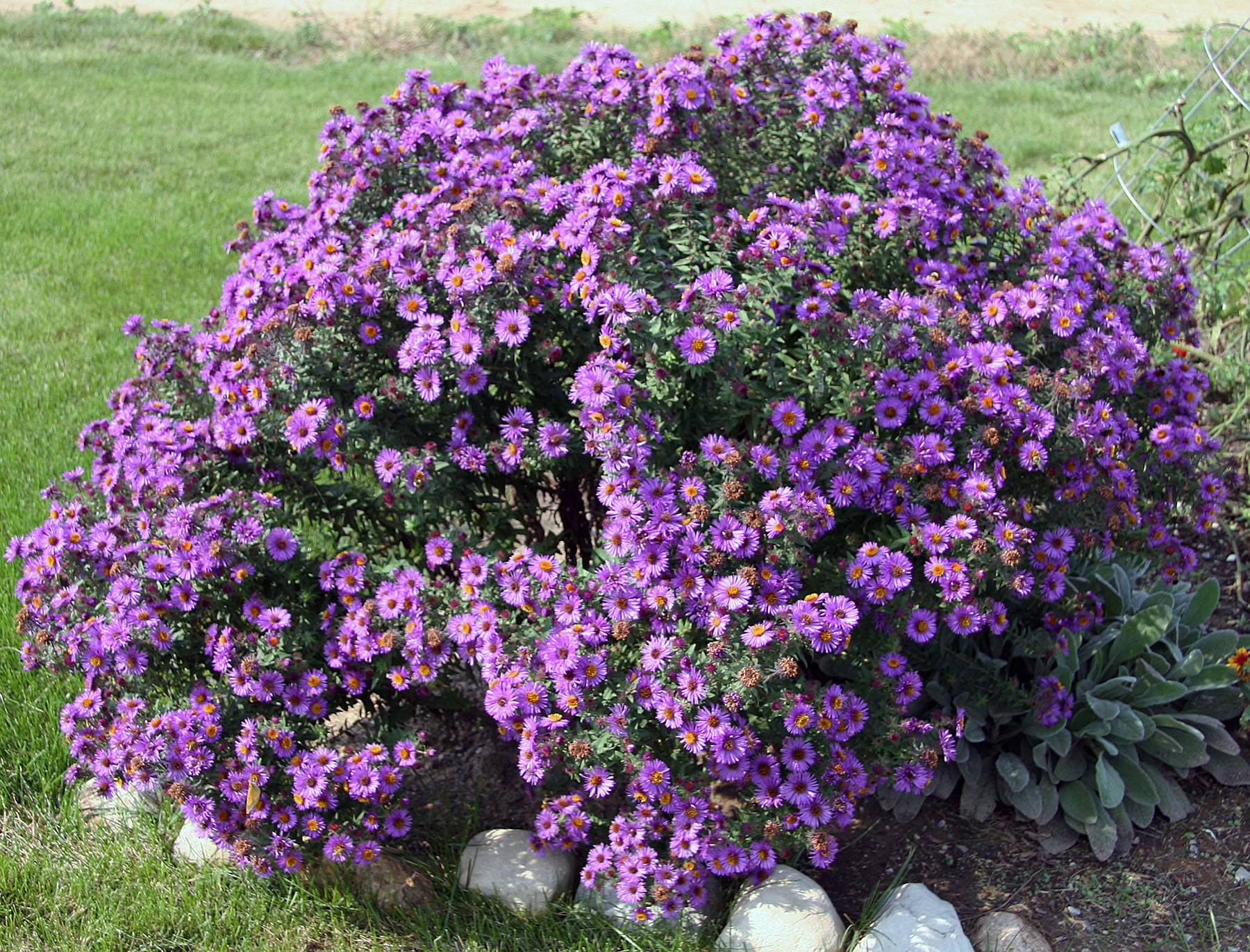 Aster Symphyotrichum purple Dome plant crop resize 2