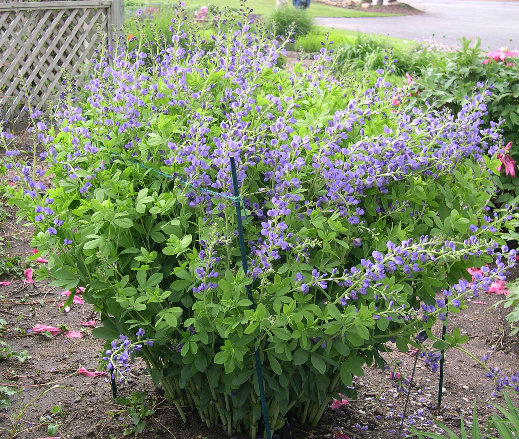 Baptisia australis staked resize