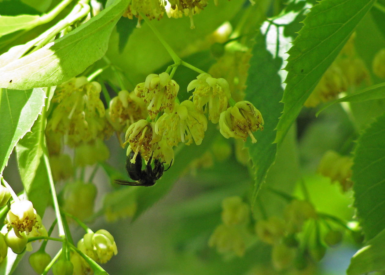 bee on Tilia flower Holden 6-25-09 resize