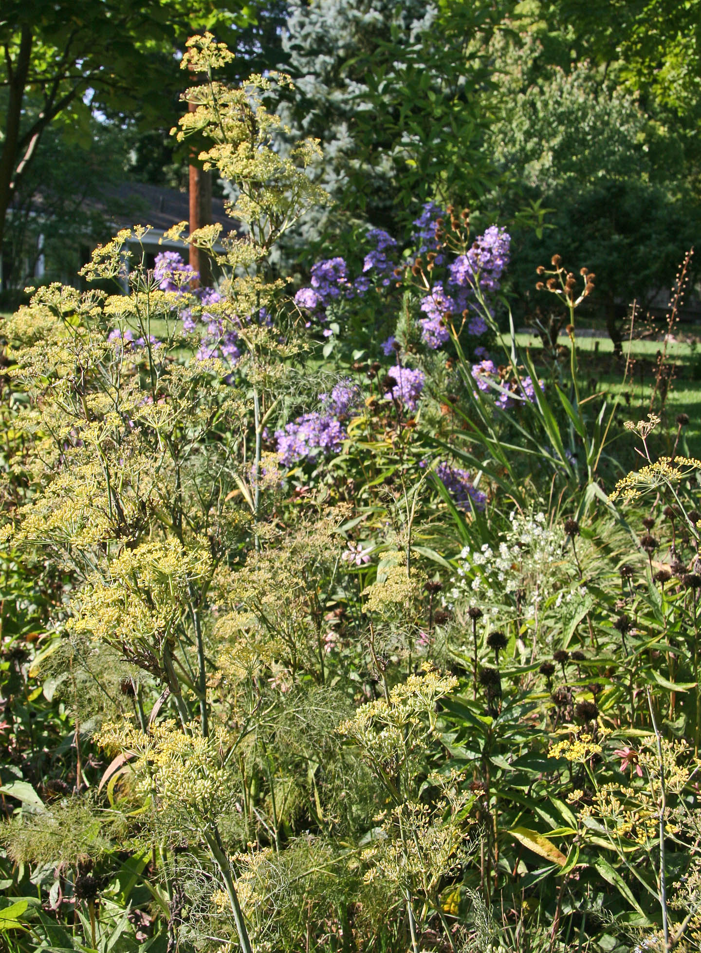 bronze fennel aster laevis10-2-07 resize