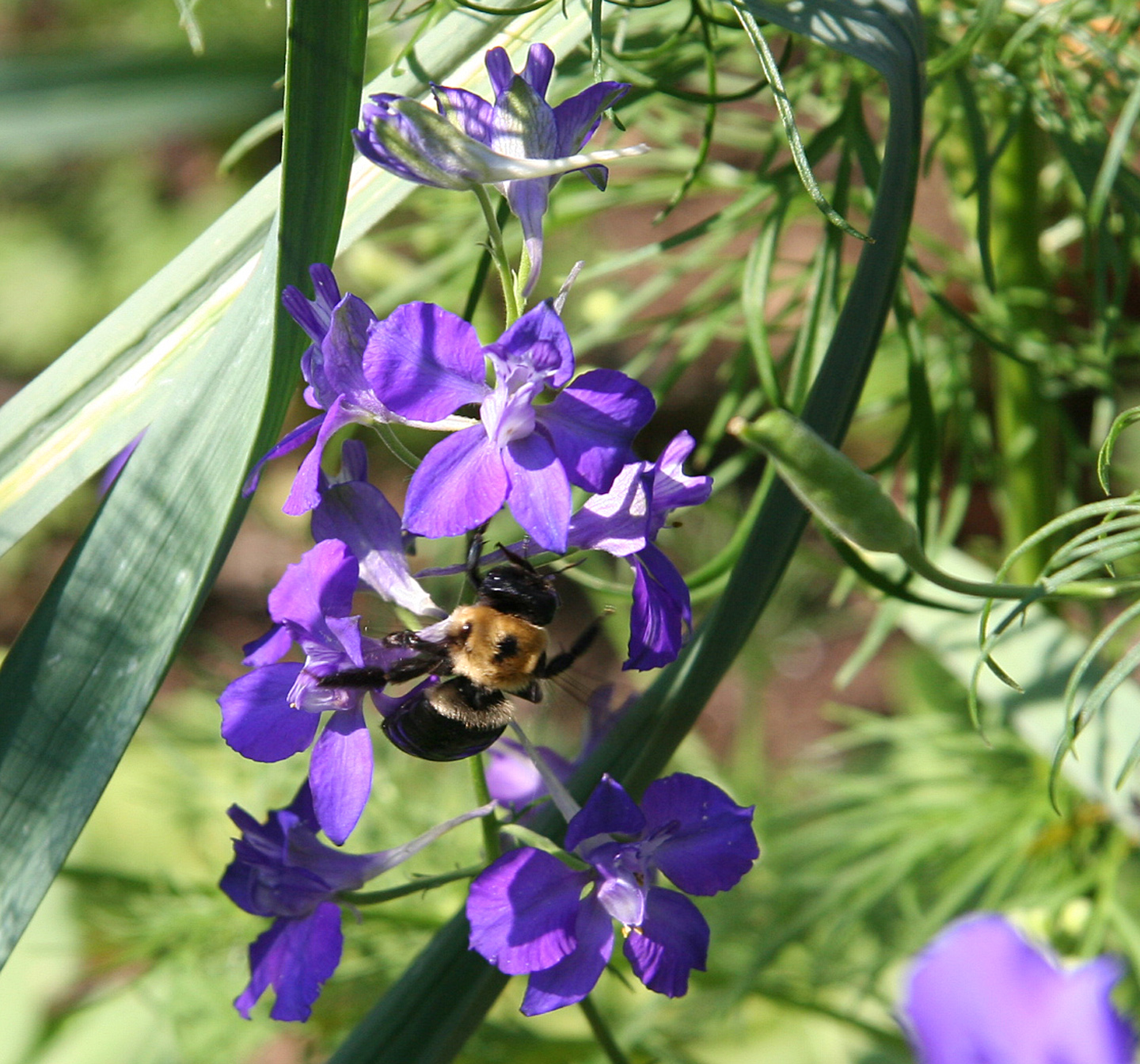 bumble on Consolida ambigua 6-25-06