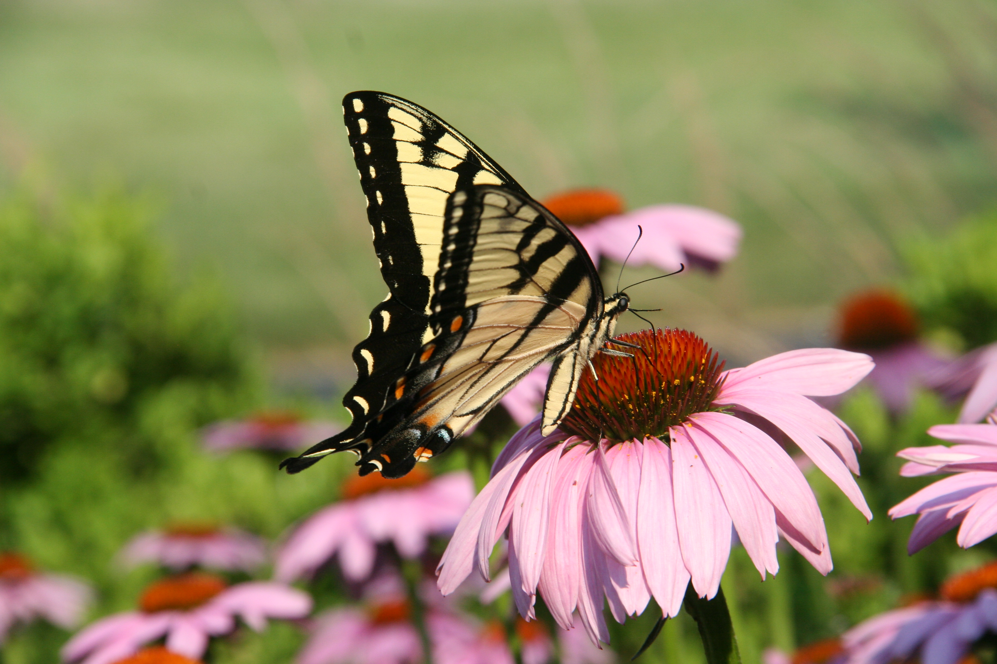 Coneflower