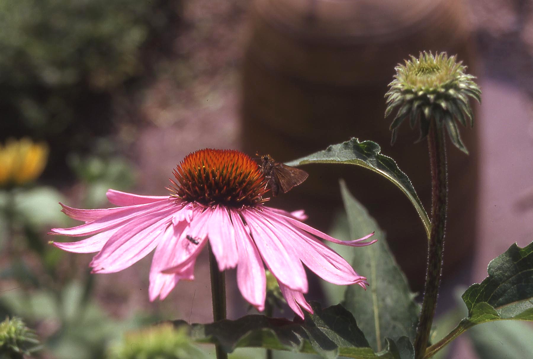 Echinacea purpurea skipper