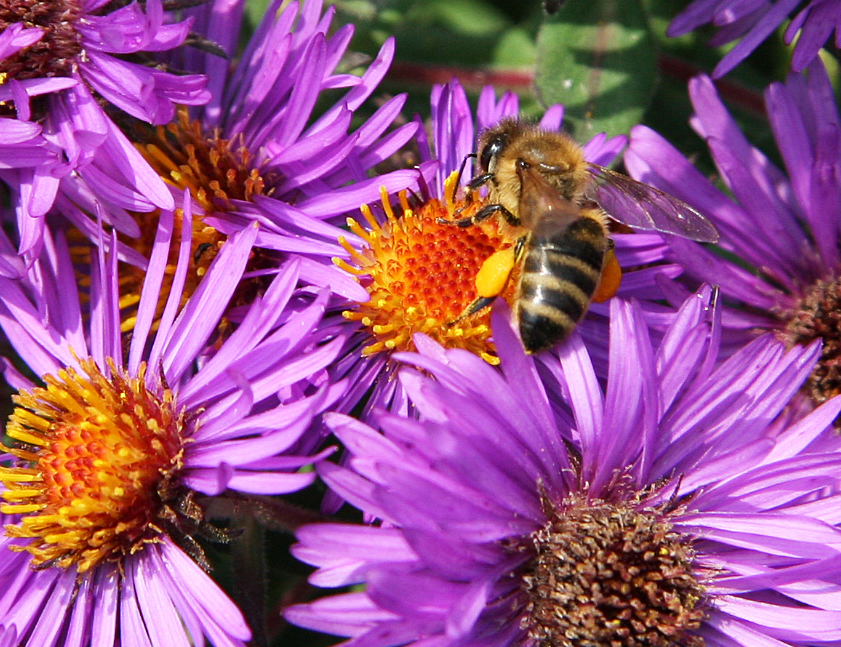 honey bee on aster pollen sacs 10-3-05 crop 2