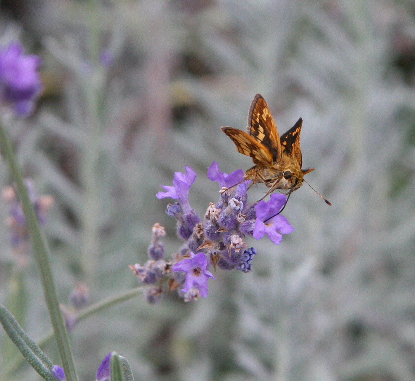 IMG_0965 crop