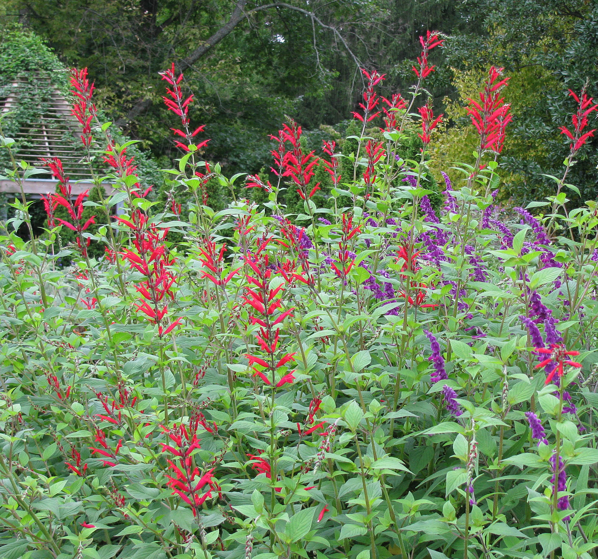 salvia elegans Innis 10-09-09 crop