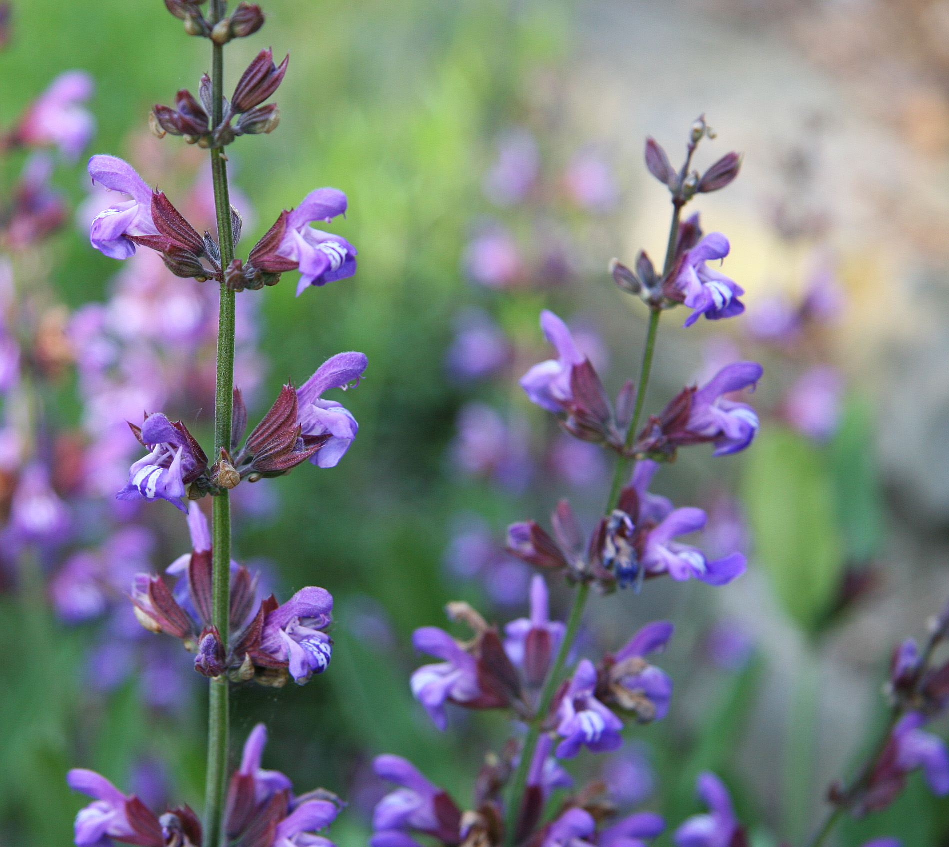Salvia officinalis flowers 5-24-06 crop
