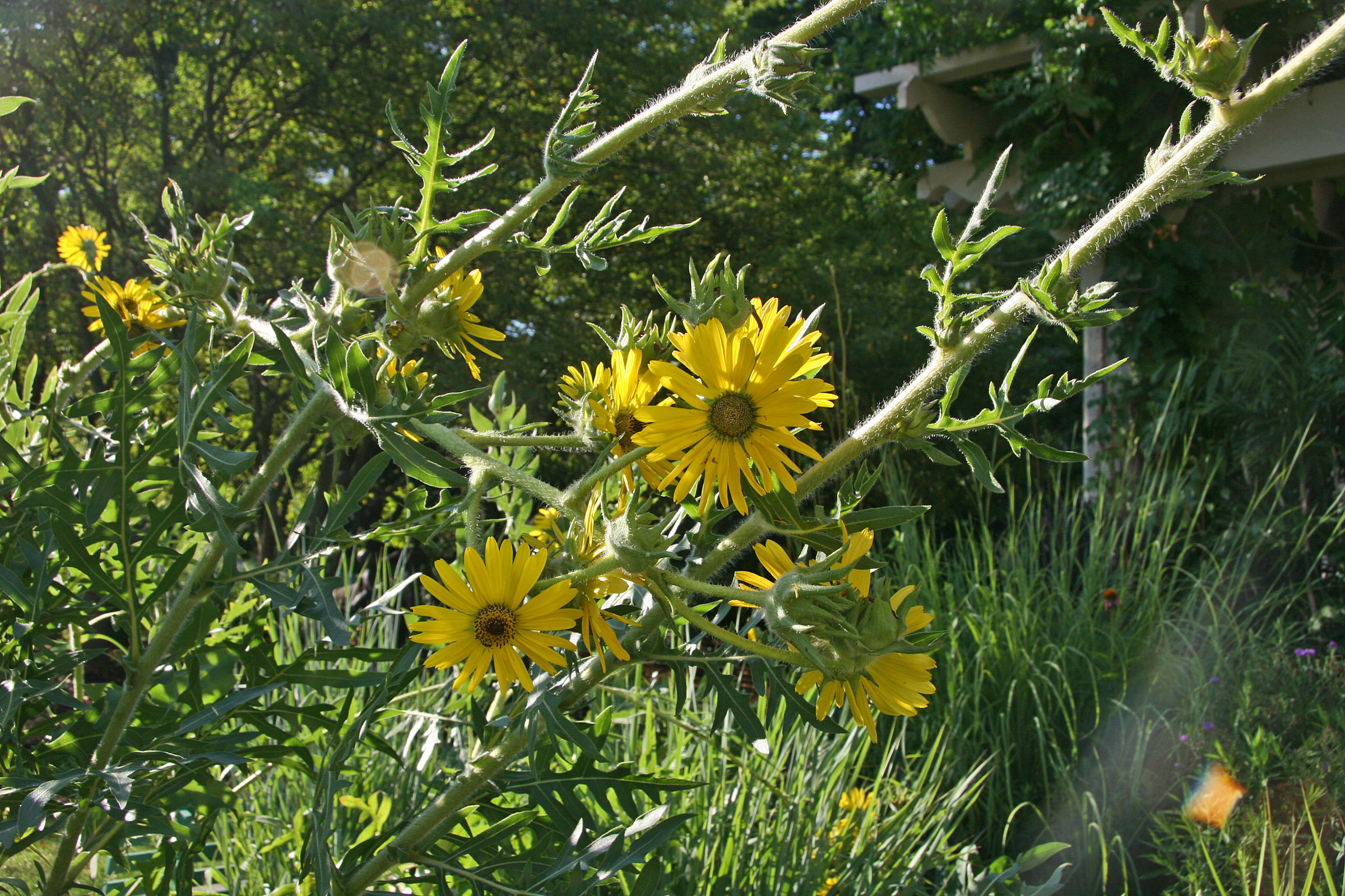 Silphium laciniatum flw Heritage Garden 7-20-07 resize