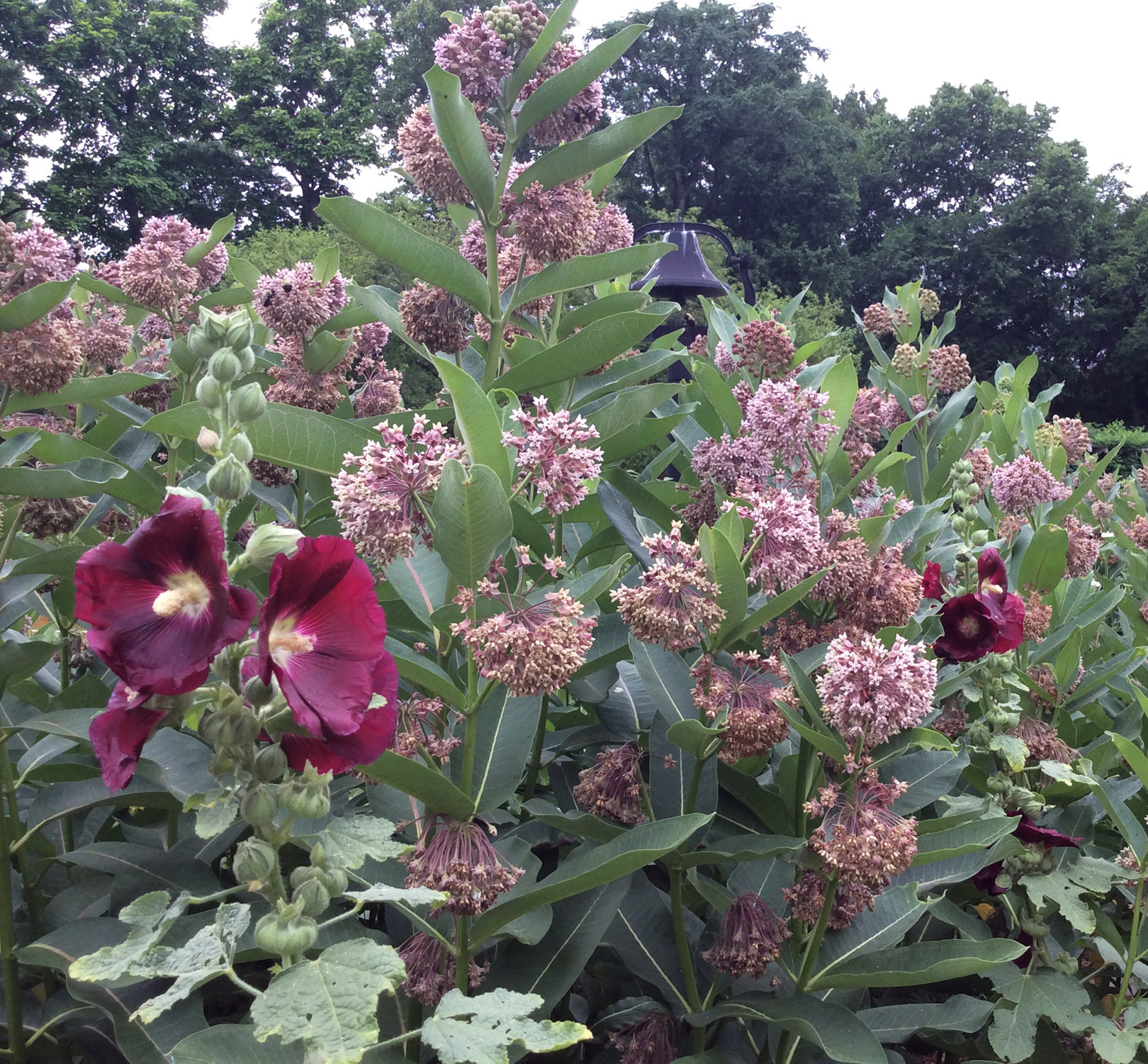 Asclepias syriaca bumbles 2 Heritage Garden 6-22-16 resize