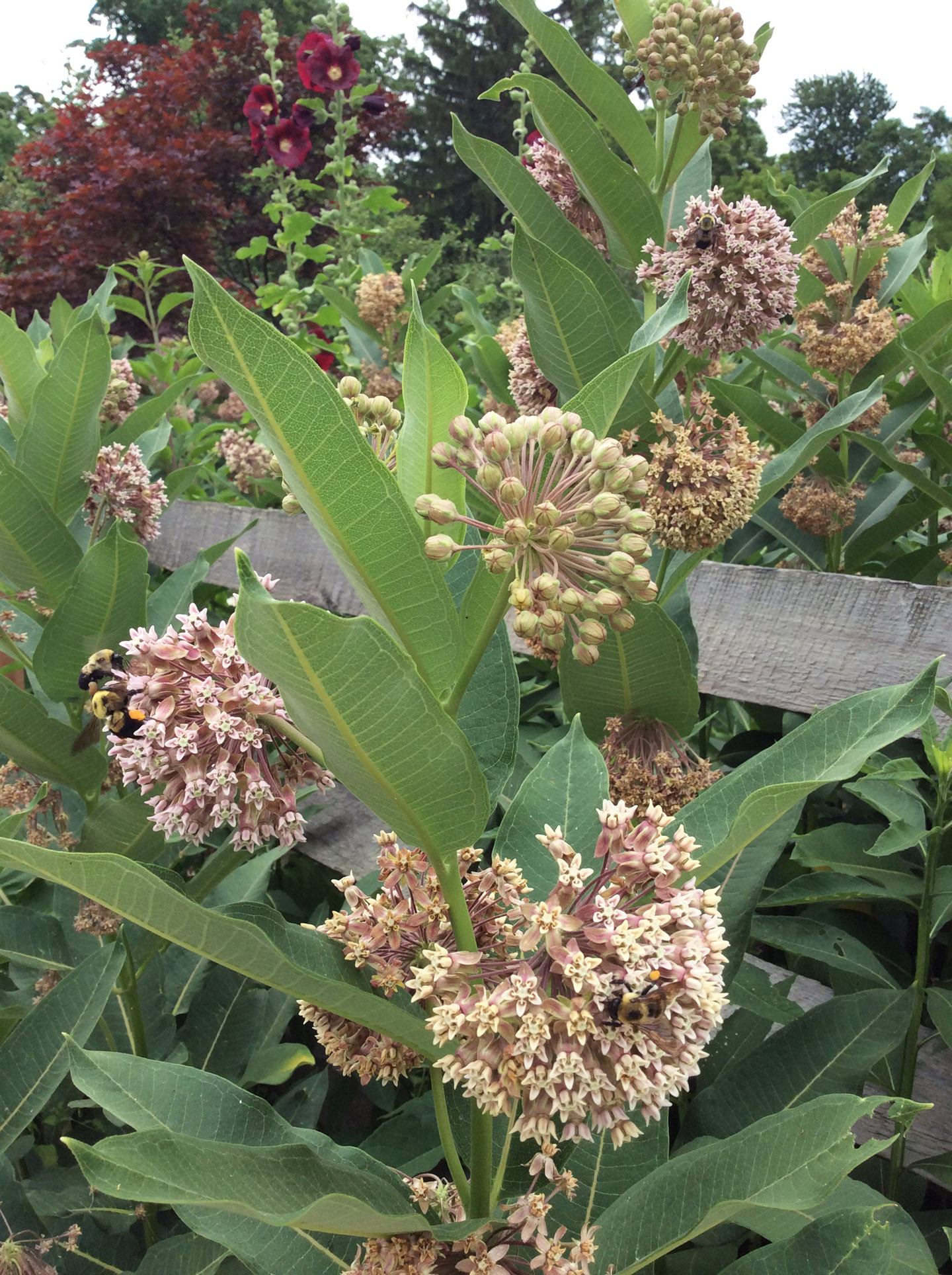 Asclepias syriaca close Heritage Garden 6-22-16 resize