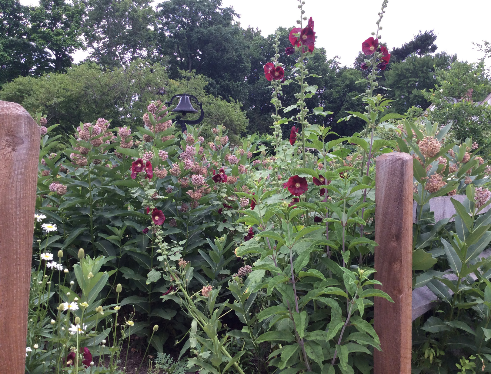 Asclepias syriaca combo 2 Heritage Garden 6-22-16 resize