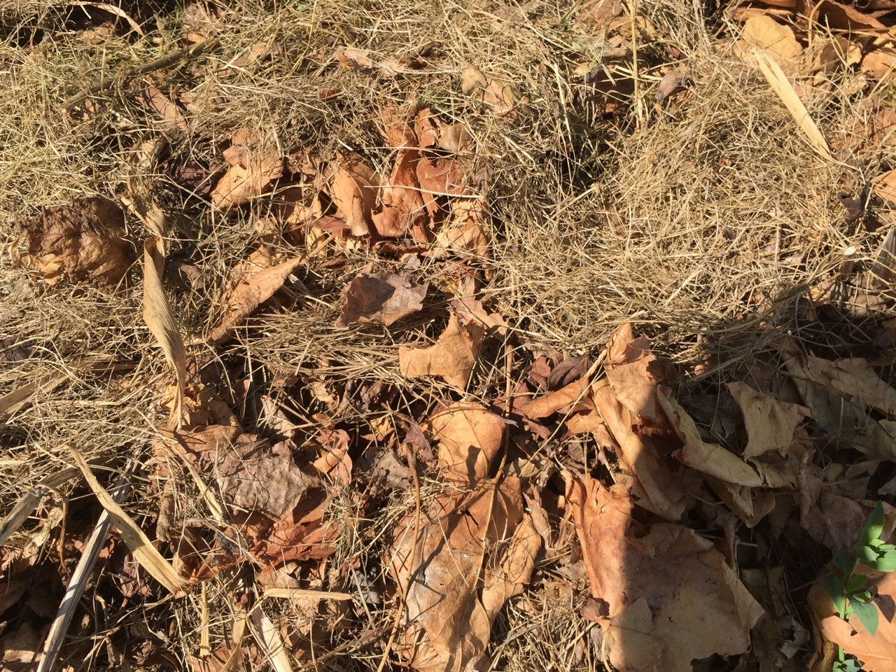 Leaf and grass clippings mulch