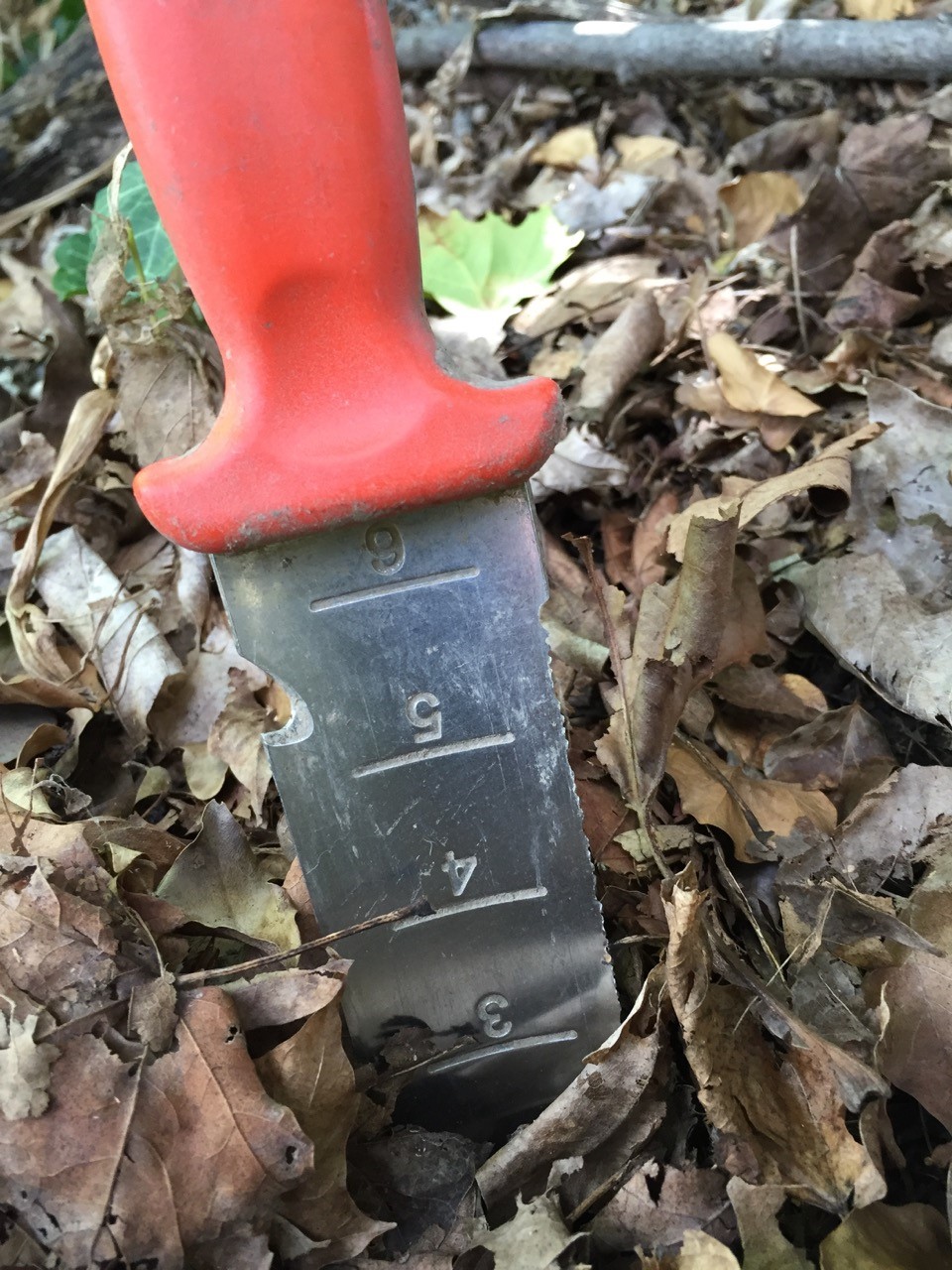 Mulch layer of maple leaves
