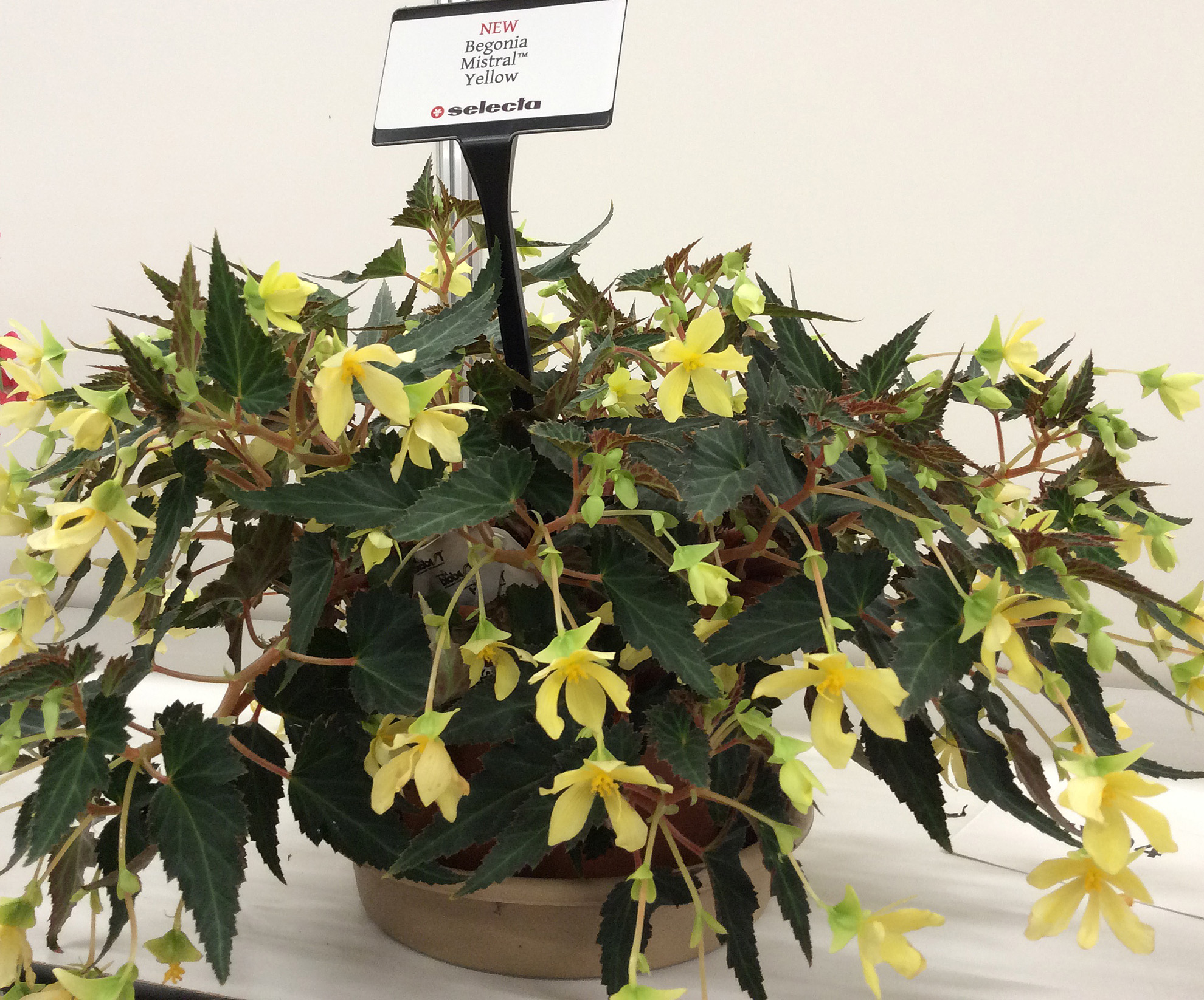 Begoniz Mistral Yellow Cultivate 7-11-16