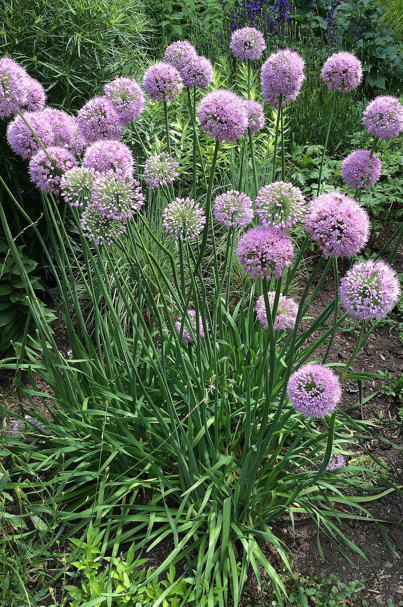 allium-pink-planet-kelly-garden-minneapolis-ppa-8-3-16