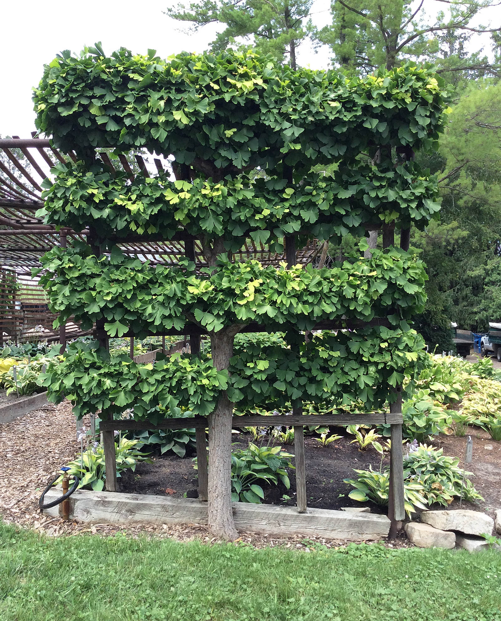 ginkgo-espalier-kelly-and-kelly-minneapolis-ppa-8-3-16