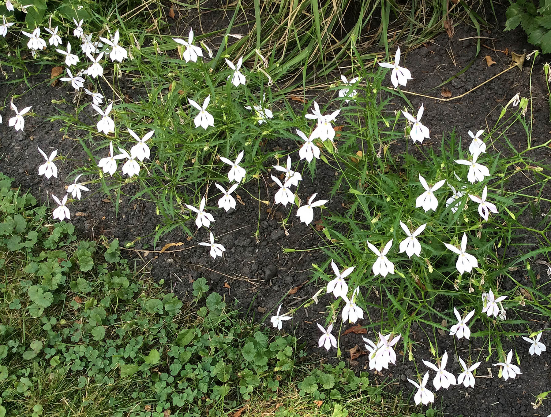 isotoma-axillaris-avant-garde-white-laurentia-noerenberg-minneapolis-ppa-8-3-16