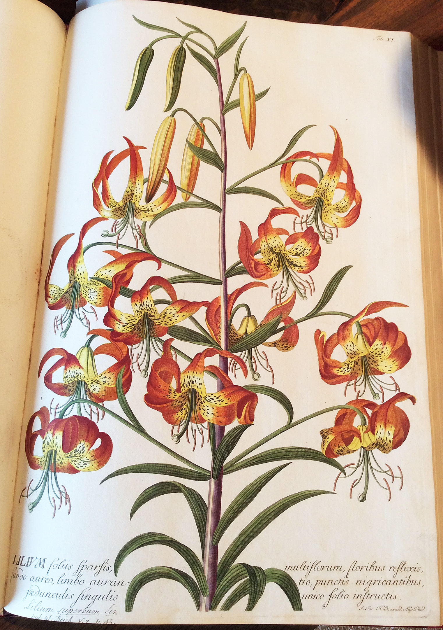 lily-de-historia-stirpium-leonhart-fuchs-1542-minn-landscape-arb-ppa-8-3-16