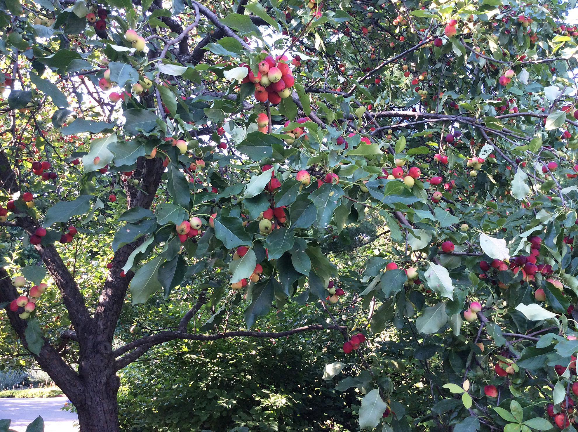 malus-dolgo-mn-landscape-arb-8-3-16