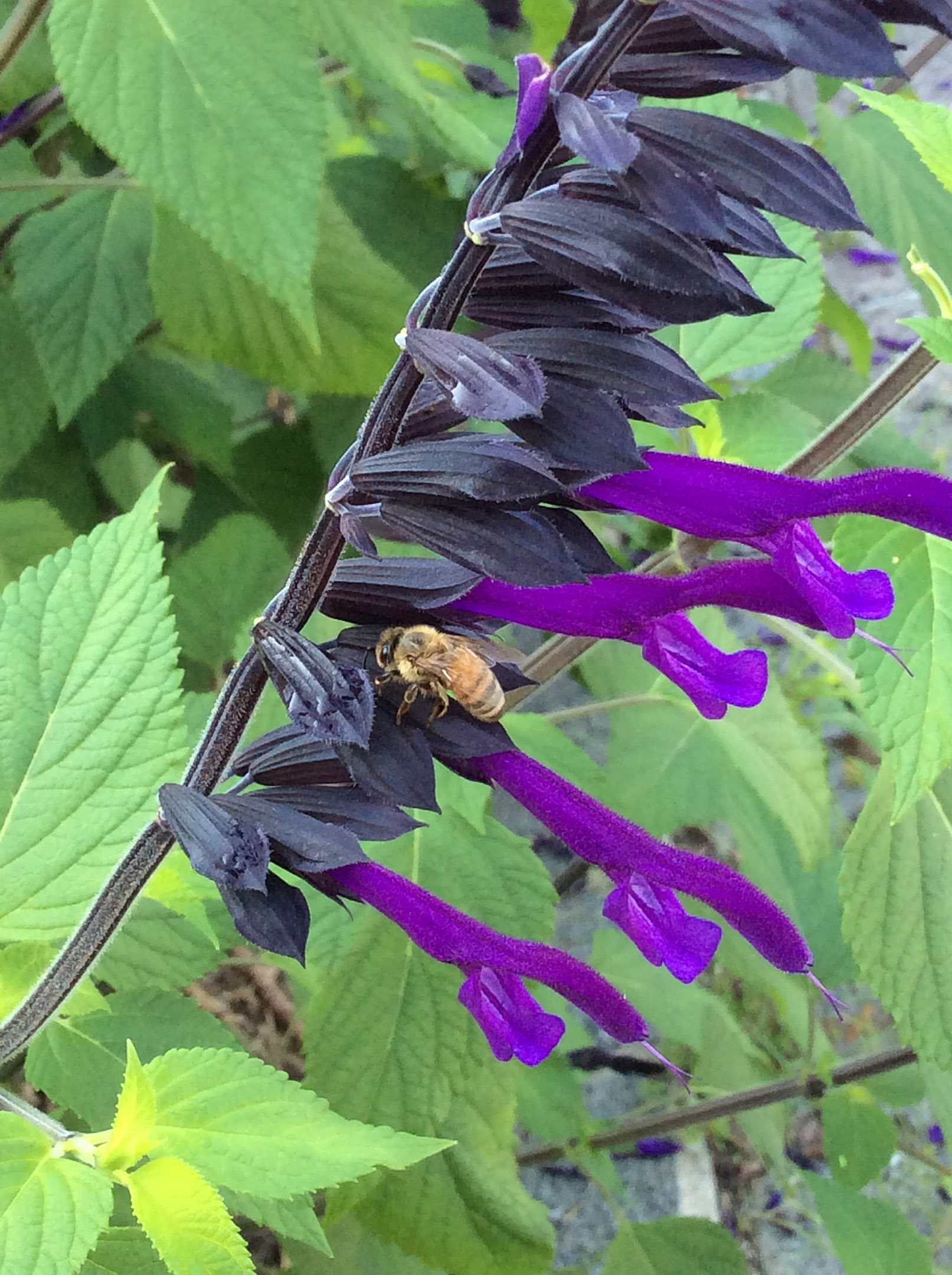salvia-armistad-lyndley-park-ppa-8-3-16